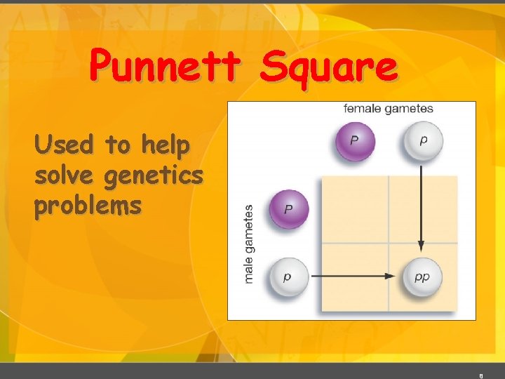 Punnett Square Used to help solve genetics problems 8 