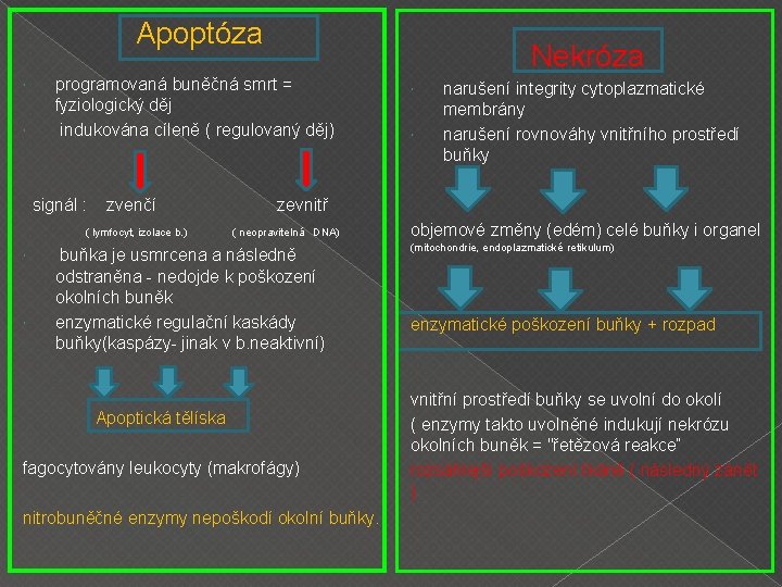 Apoptóza programovaná buněčná smrt = fyziologický děj indukována cíleně ( regulovaný děj) signál :