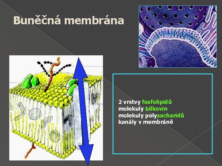 Buněčná membrána 2 vrstvy fosfolipidů molekuly bílkovin molekuly polysacharidů kanály v membráně 