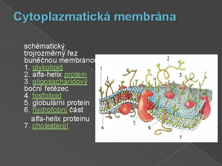 Cytoplazmatická membrána schématický trojrozměrný řez buněčnou membránou 1. glykolipid 2. alfa-helix protein 3. oligosacharidový