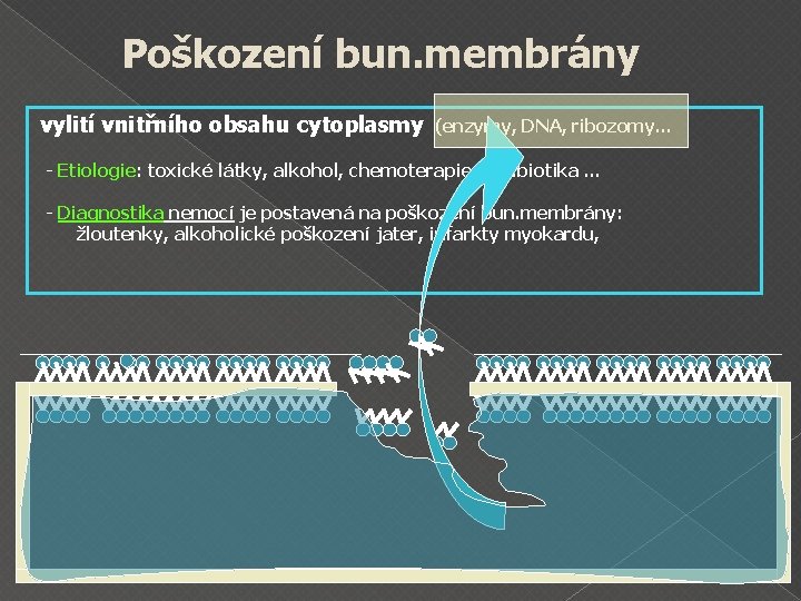 Poškození bun. membrány vylití vnitřního obsahu cytoplasmy (enzymy, DNA, ribozomy… - Etiologie: toxické látky,