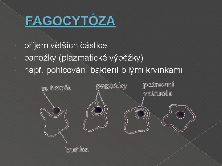 FAGOCYTÓZA příjem větších částice panožky (plazmatické výběžky) např. pohlcování bakterií bílými krvinkami 