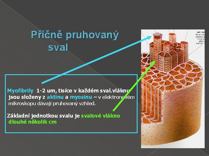 Příčně pruhovaný sval Myofibrily 1 -2 um, tisíce v každém sval. vláknu jsou složeny