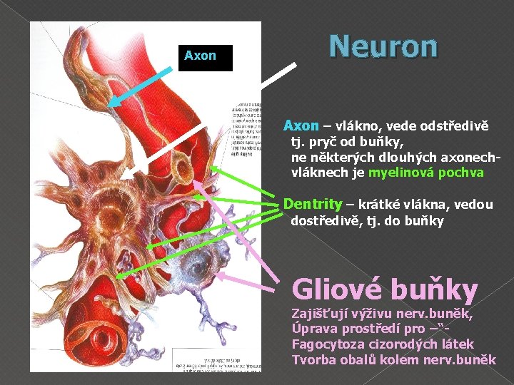 Axon Neuron Axon – vlákno, vede odstředivě tj. pryč od buňky, ne některých dlouhých