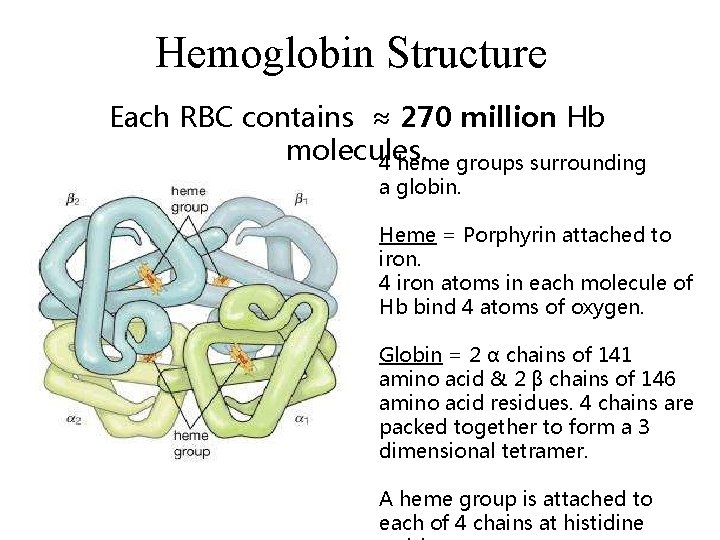 Hemoglobin Structure Each RBC contains ≈ 270 million Hb molecules. 4 heme groups surrounding