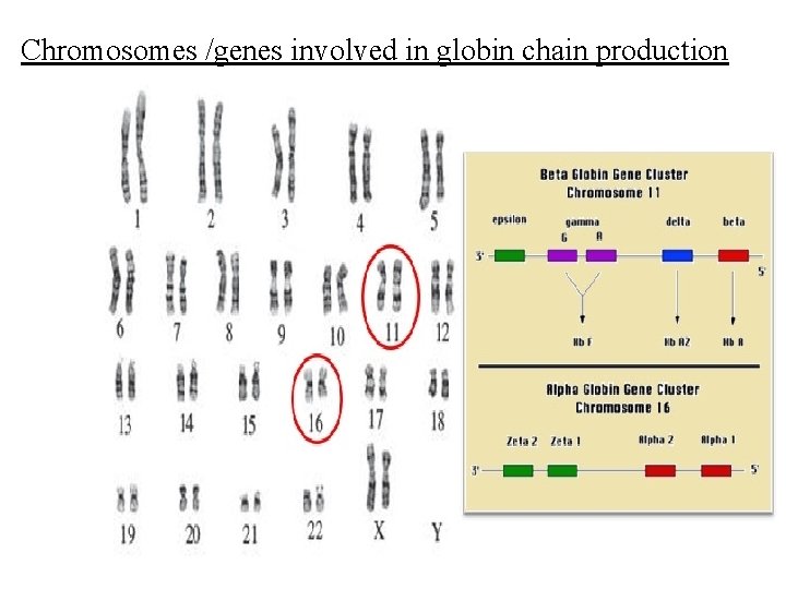 Chromosomes /genes involved in globin chain production Ø Beta globin is produced by the