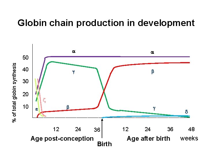 Globin chain production in development a a g b % of total globin synthesis