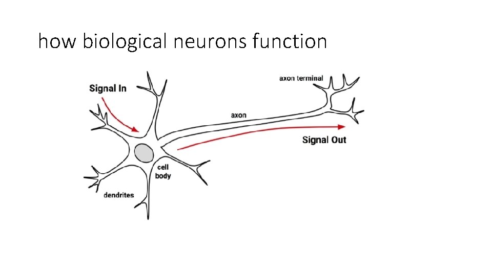 how biological neurons function 