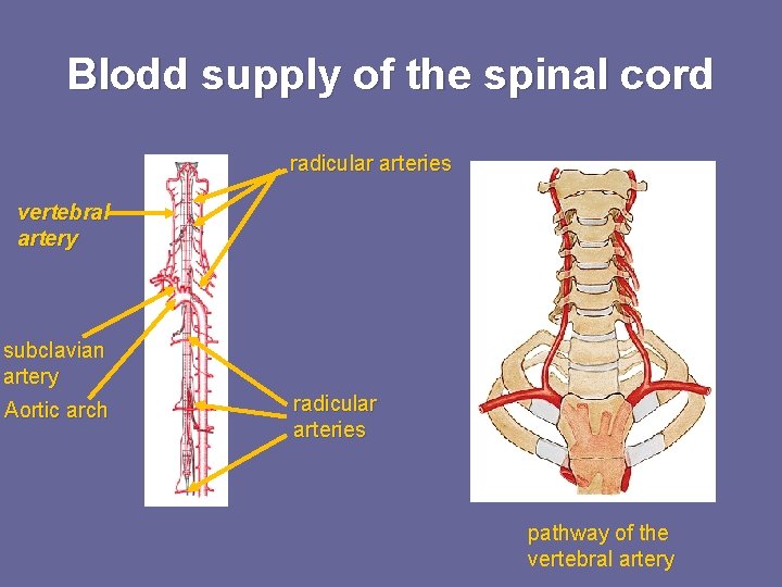 Blodd supply of the spinal cord radicular arteries vertebral artery subclavian artery Aortic arch