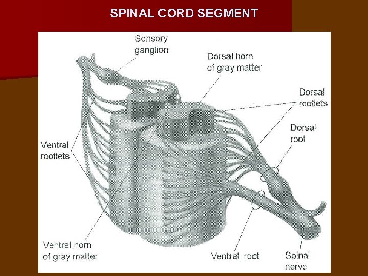 SPINAL CORD SEGMENT 