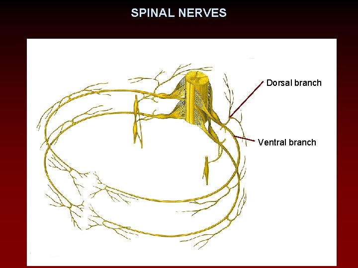 SPINAL NERVES Dorsal branch Ventral branch 