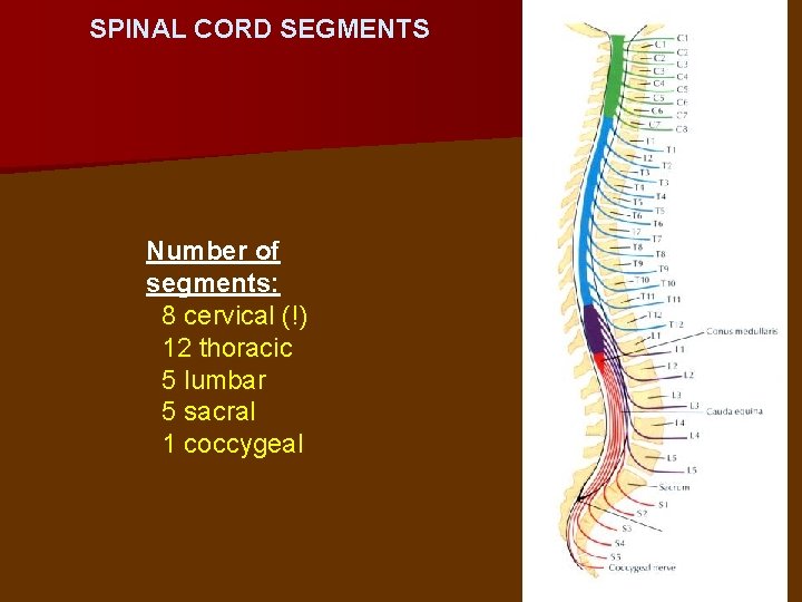 SPINAL CORD SEGMENTS Number of segments: 8 cervical (!) 12 thoracic 5 lumbar 5