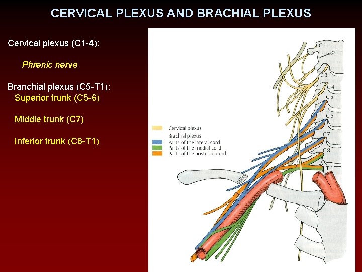CERVICAL PLEXUS AND BRACHIAL PLEXUS Cervical plexus (C 1 -4): Phrenic nerve Branchial plexus