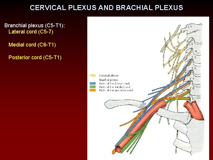 CERVICAL PLEXUS AND BRACHIAL PLEXUS Branchial plexus (C 5 -T 1): Lateral cord (C