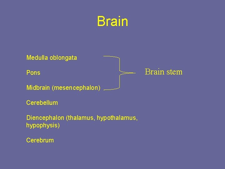 Brain Medulla oblongata Pons Midbrain (mesencephalon) Cerebellum Diencephalon (thalamus, hypophysis) Cerebrum Brain stem 