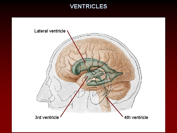 VENTRICLES Lateral ventricle 3 rd ventricle 4 th ventricle 