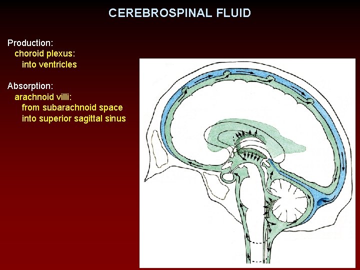 CEREBROSPINAL FLUID Production: choroid plexus: into ventricles Absorption: arachnoid villi: from subarachnoid space into