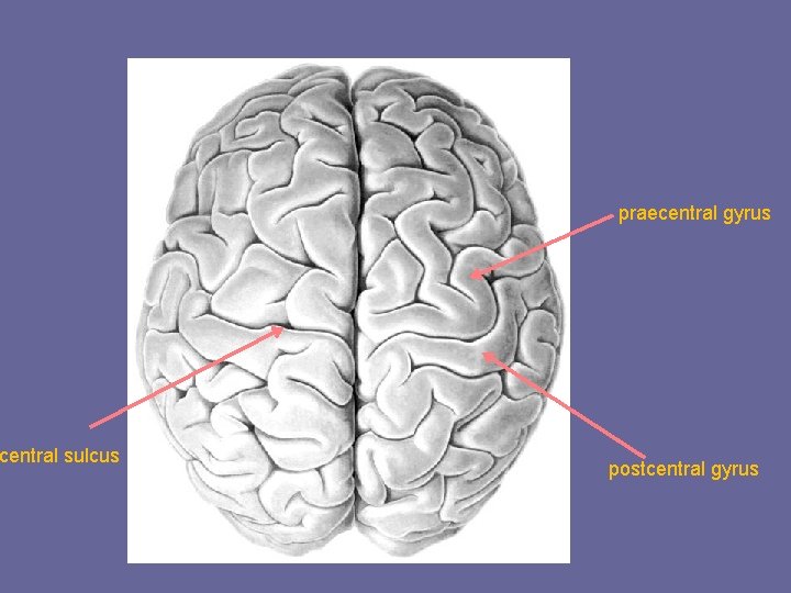 central sulcus praecentral gyrus postcentral gyrus 