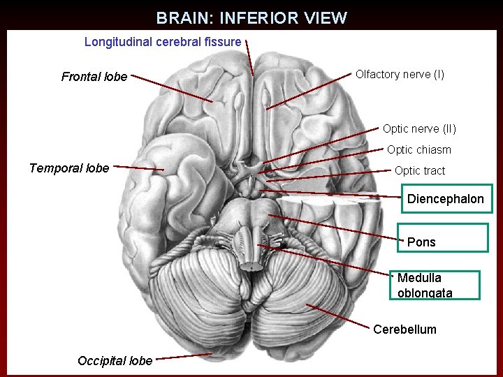 BRAIN: INFERIOR VIEW Longitudinal cerebral fissure Frontal lobe Olfactory nerve (I) Optic nerve (II)