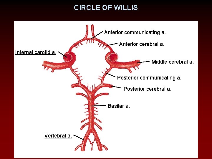 CIRCLE OF WILLIS Anterior communicating a. Anterior cerebral a. Internal carotid a. Middle cerebral