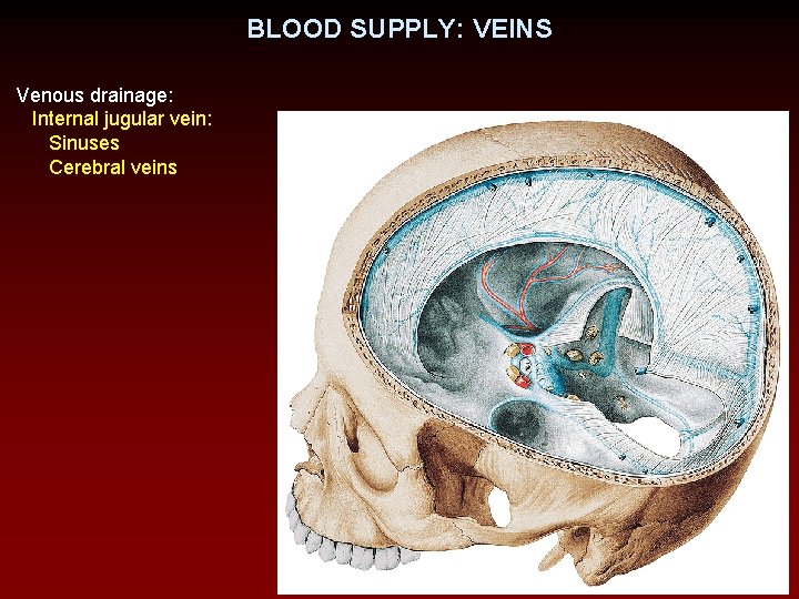 BLOOD SUPPLY: VEINS Venous drainage: Internal jugular vein: Sinuses Cerebral veins 