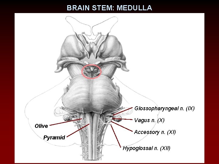 BRAIN STEM: MEDULLA Glossopharyngeal n. (IX) Olive Pyramid Vagus n. (X) Accessory n. (XI)