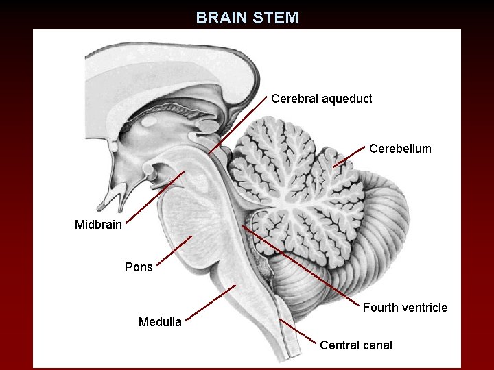 BRAIN STEM Cerebral aqueduct Cerebellum Midbrain Pons Fourth ventricle Medulla Central canal 