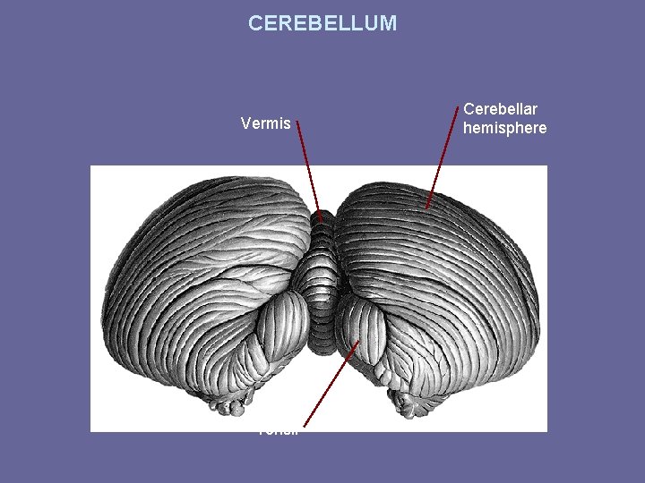 CEREBELLUM Vermis Tonsil Cerebellar hemisphere 