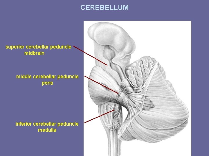 CEREBELLUM superior cerebellar peduncle midbrain middle cerebellar peduncle pons inferior cerebellar peduncle medulla 