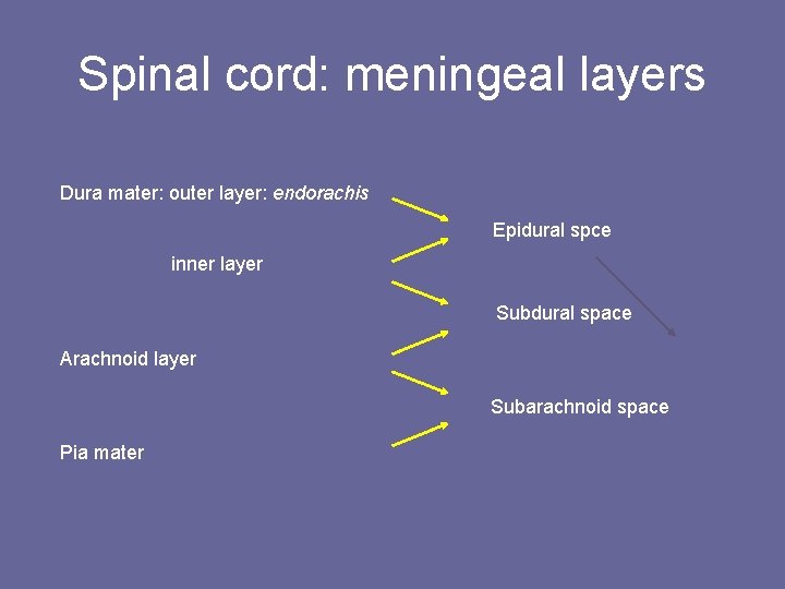 Spinal cord: meningeal layers Dura mater: outer layer: endorachis Epidural spce inner layer Subdural