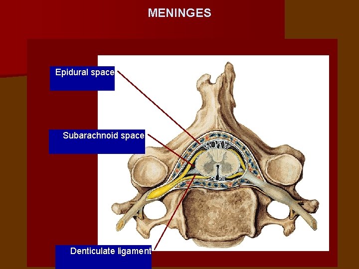 MENINGES Epidural space Subarachnoid space Denticulate ligament 