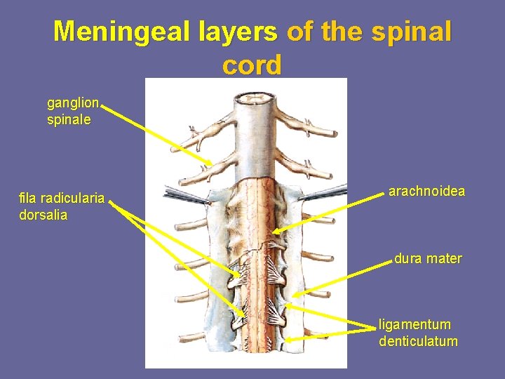 Meningeal layers of the spinal cord ganglion spinale fila radicularia dorsalia arachnoidea dura mater