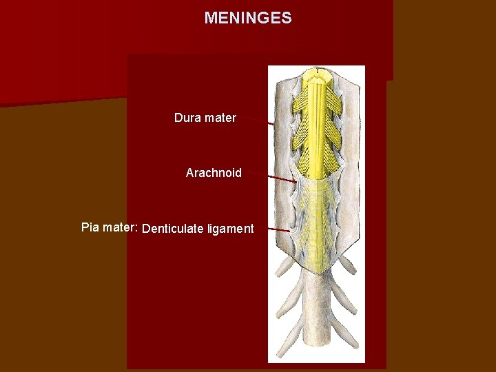 MENINGES Dura mater Arachnoid Pia mater: Denticulate ligament 