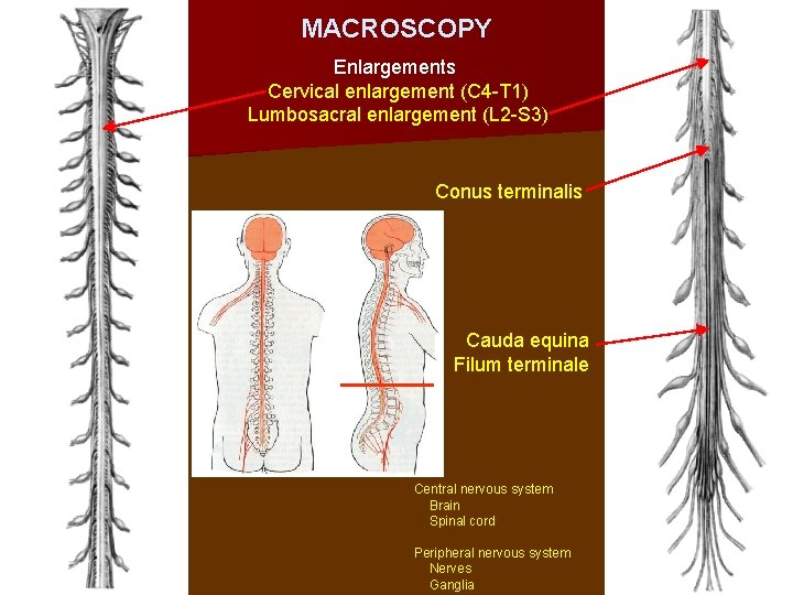 MACROSCOPY Enlargements: Cervical enlargement (C 4 -T 1) Lumbosacral enlargement (L 2 -S 3)