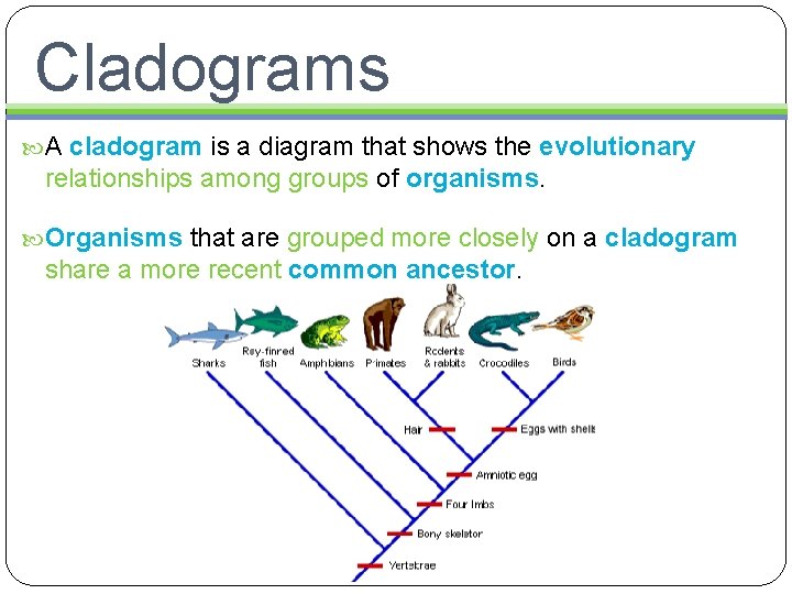 Cladograms A cladogram is a diagram that shows the evolutionary relationships among groups of