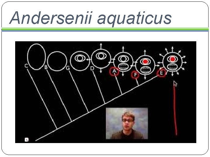 Andersenii aquaticus 