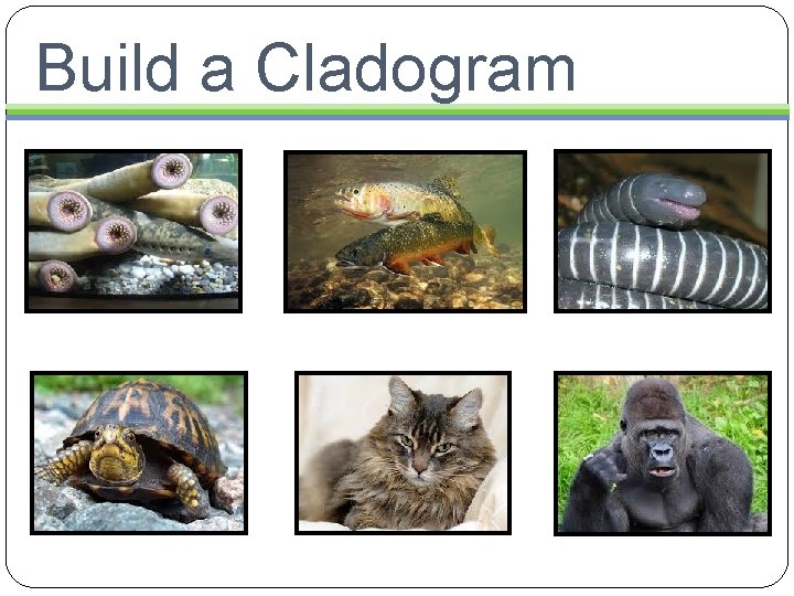 Build a Cladogram 