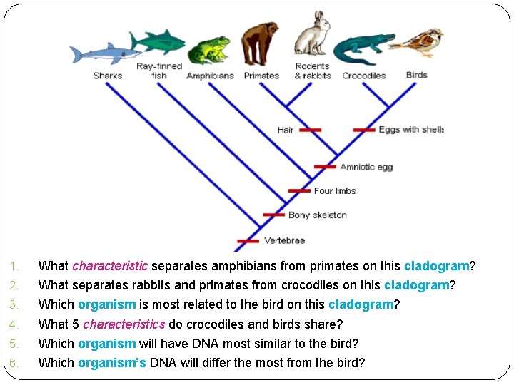 1. What characteristic separates amphibians from primates on this cladogram? 2. What separates rabbits