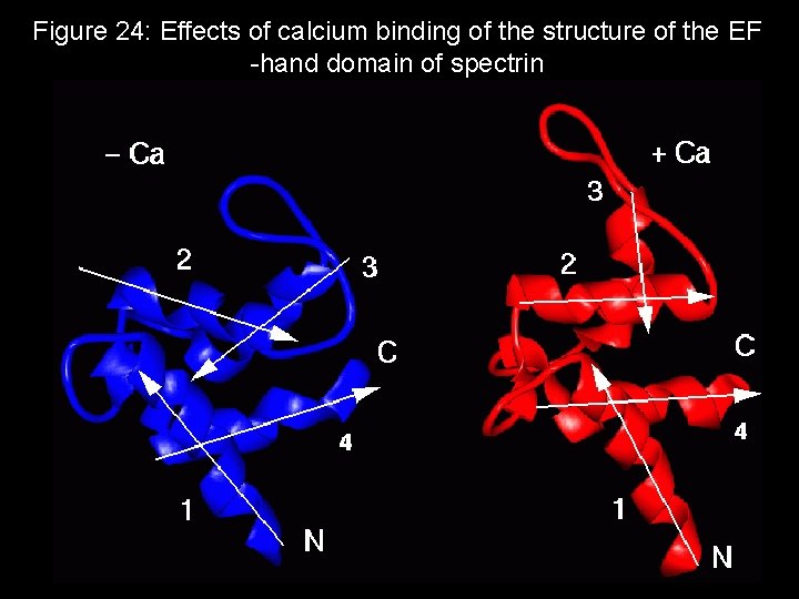 Figure 24: Effects of calcium binding of the structure of the EF -hand domain