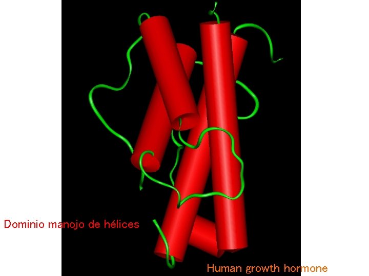 Dominio manojo de hélices Human growth hormone 