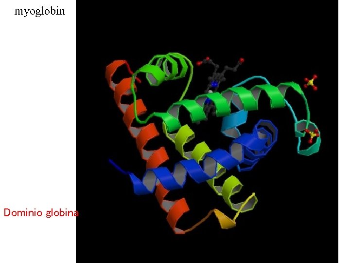 myoglobin Dominio globina 