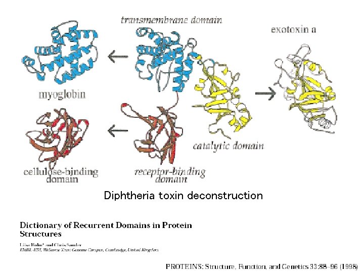 Diphtheria toxin deconstruction 