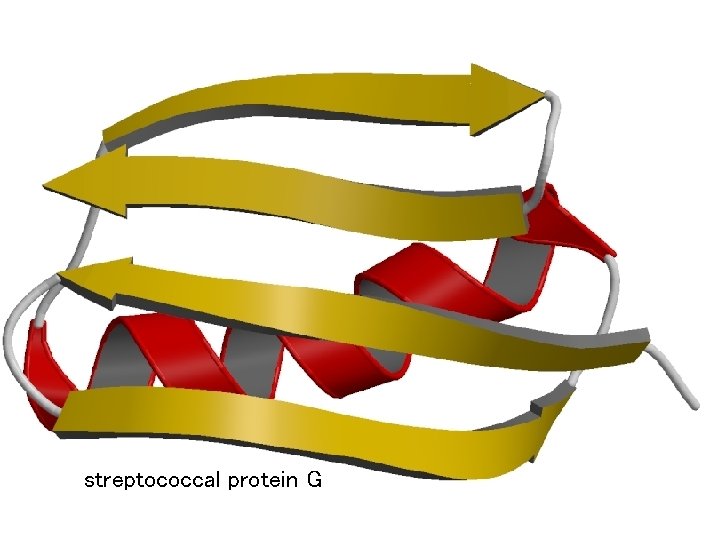 streptococcal protein G 