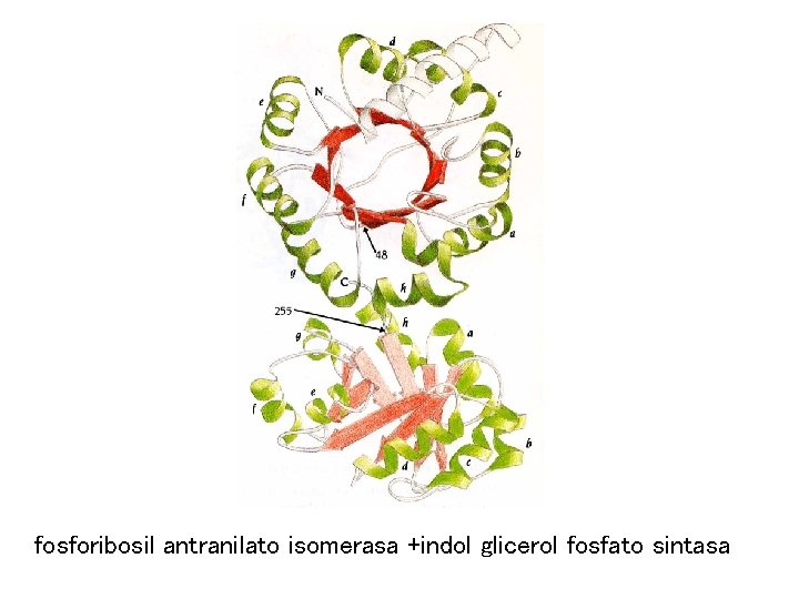 fosforibosil antranilato isomerasa +indol glicerol fosfato sintasa 