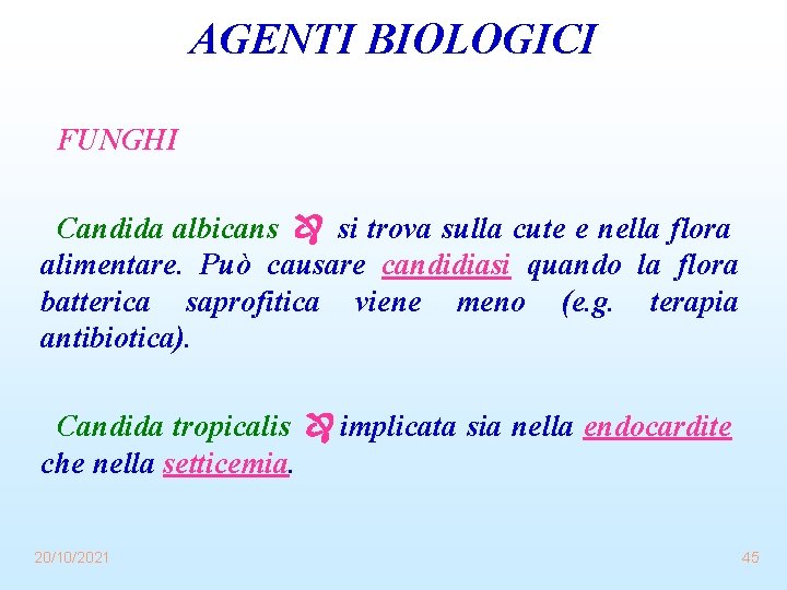 AGENTI BIOLOGICI FUNGHI Candida albicans si trova sulla cute e nella flora alimentare. Può