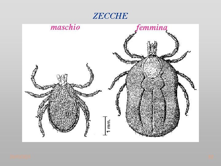 ZECCHE maschio 20/10/2021 femmina 53 