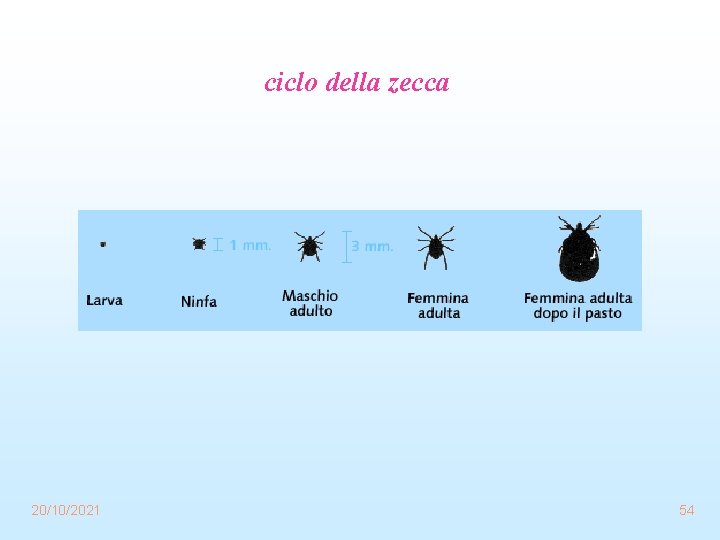 ciclo della zecca 20/10/2021 54 