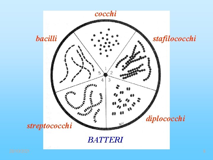cocchi bacilli stafilococchi diplococchi streptococchi BATTERI 20/10/2021 6 