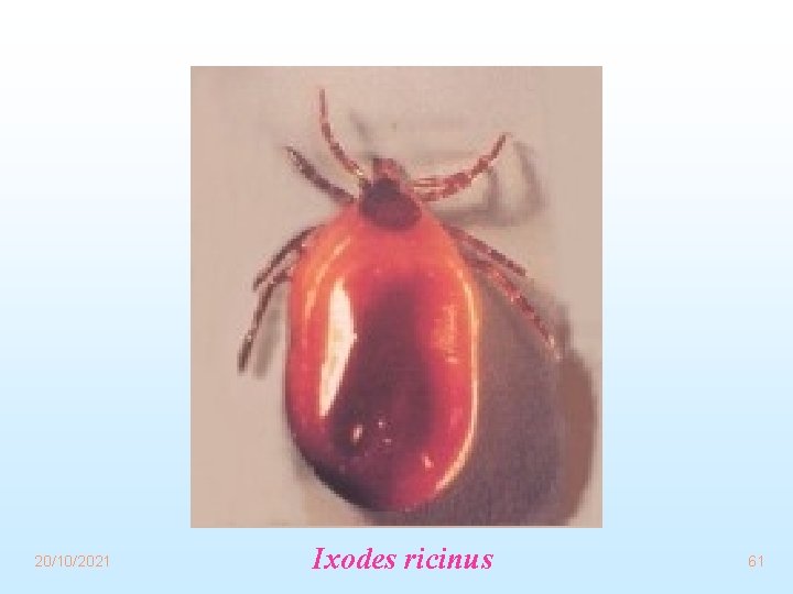 20/10/2021 Ixodes ricinus 61 