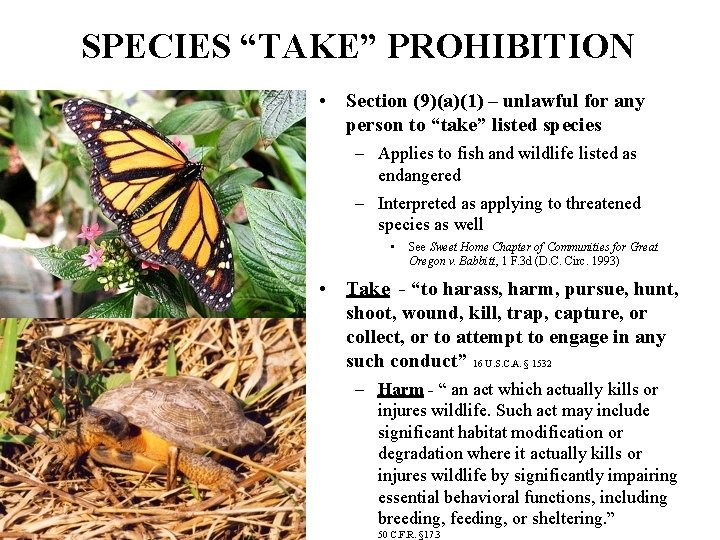 SPECIES “TAKE” PROHIBITION • Section (9)(a)(1) – unlawful for any person to “take” listed